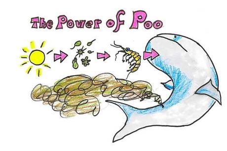 el poder de la caca de ballena el poder de la caca de ballena