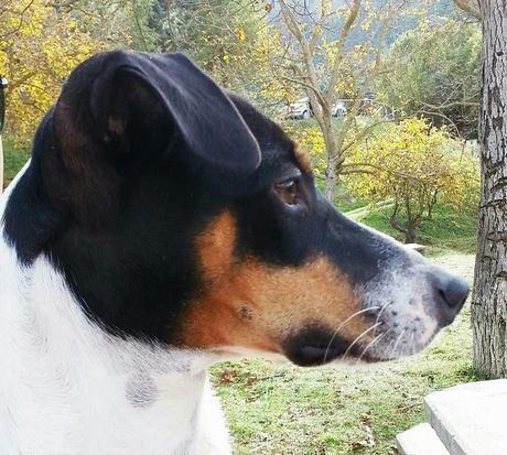 Un año de felicidad Un año de felicidad