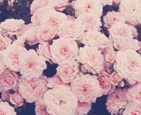 Simplemente flores Simplemente flores