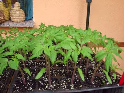 Semilleros I: cultivo de tomates y pimientos.