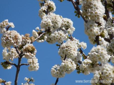 Ruta de las Nogaledas, Navaconcejo (Jerte) Las flores del cerezo