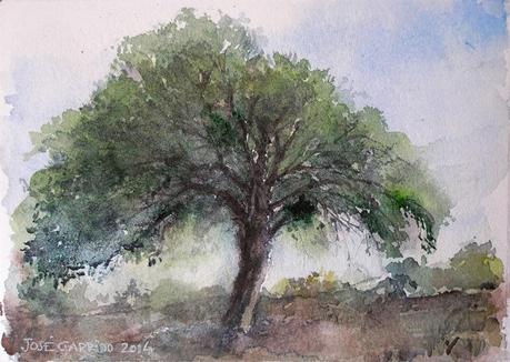 Acuarelas de árboles. Watercolor trees