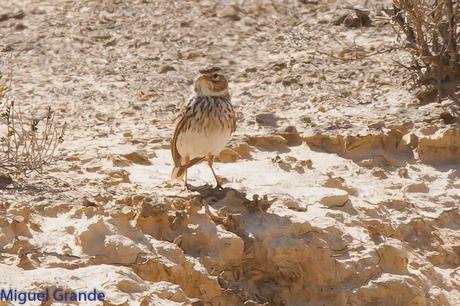 POR LA ZONA ESTEPARIA DE BARDENAS REALES DE NAVARRA