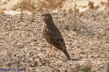 POR LA ZONA ESTEPARIA DE BARDENAS REALES DE NAVARRA