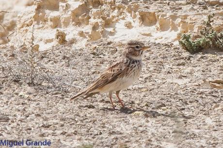 POR LA ZONA ESTEPARIA DE BARDENAS REALES DE NAVARRA