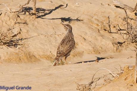 POR LA ZONA ESTEPARIA DE BARDENAS REALES DE NAVARRA