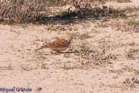 POR LA ZONA ESTEPARIA DE BARDENAS REALES DE NAVARRA