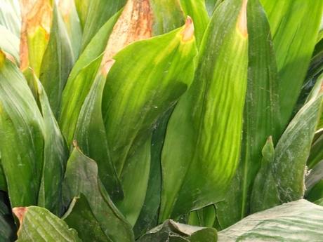 Enseñar a vivir Enseñar a vivir