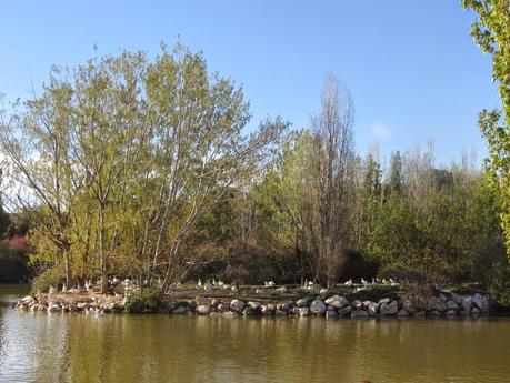 El Parque Natural El Soto dispone de más de 50 especies de mamíferos, aves o reptiles. El Parque Natural El Soto dispone de más de 50 especies de mamíferos, aves o reptiles.