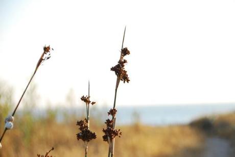 Footprints in the Sand palmar 016