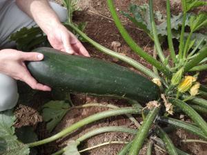 Cómo saborear el calabacín calabacin, propiedades del calabacin