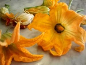 Flor de calabacín flor de calabacin, calabacin