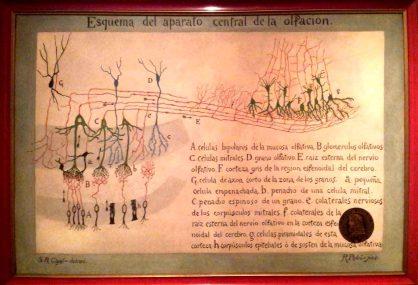 “Generación del 14. Ciencia y modernidad” en Madrid Cajal - Olfato tR