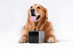 Friday’s Gadget: Petcube post thumbnail
