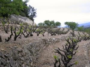 Viñas en bancales de Vinyes Domènech