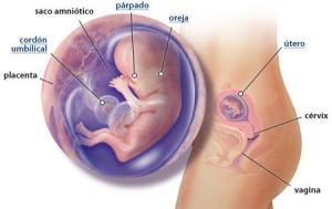 Mi embarazo: semana 12