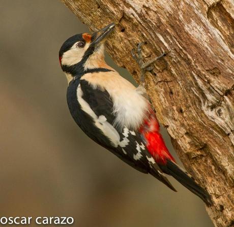 PARQUE REGIONAL DE LOS PICOS DE EUROPA: PICO PICAPINOS