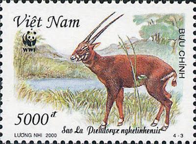 El descubrimiento del Saola El descubrimiento del Saola