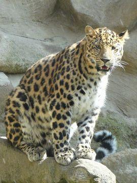 amur leopard research paper