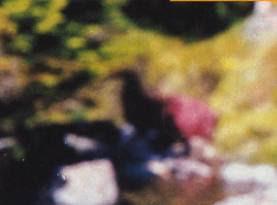 El Ave Moa de Nueva Zelanda El Ave Moa de Nueva Zelanda