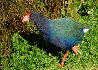 El Ave Moa de Nueva Zelanda El Ave Moa de Nueva Zelanda