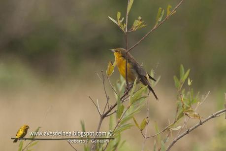 Tordo amarillo fotografiado en Misiones !!!!