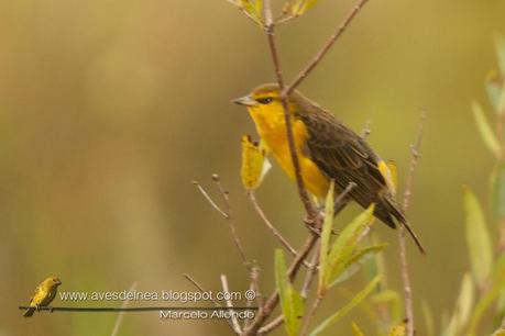 Tordo amarillo fotografiado en Misiones !!!!