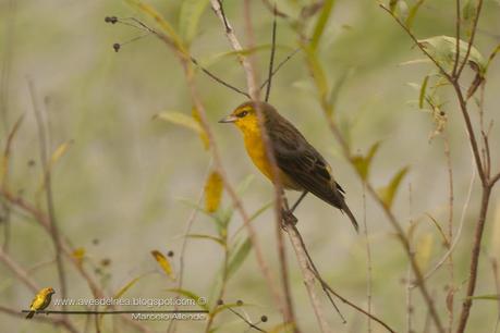 Tordo amarillo fotografiado en Misiones !!!!