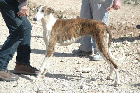 NEUS,GALGA EN ADOPCIÓN. (CUENCA)