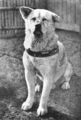 La lealtad del perro se llama Hachiko. La lealtad del perro se llama Hachiko.
