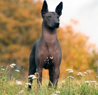 Xoloitzcuintles, los perros de Frida Kahlo. Xoloitzcuintles, los perros de Frida Kahlo.