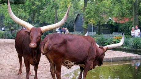 Engaños zoo de amsterdam