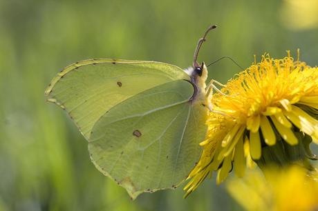 Para ampliar Gonepteryx rhamni (Linnaeus, 1758) Limonera hacer clic