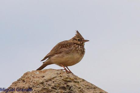 PASEO POR NAVARRA(PITILLAS,MELIDA,AIBAR).MEGA RAREZA ALCAUDÓN NÚBICO