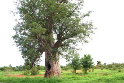 16 Agosto: Segou - Diema 16 Agosto: Segou - Diema