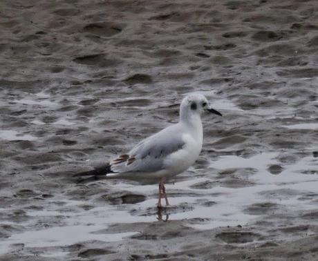 Gaviota de Bonaparte en Llodero