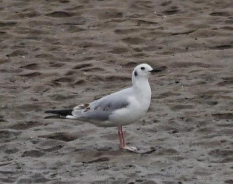 Gaviota de Bonaparte en Llodero