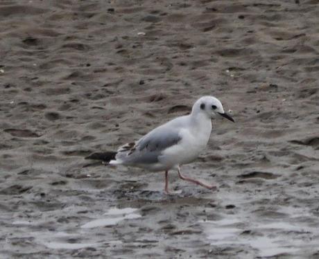 Gaviota de Bonaparte en Llodero