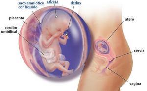 Mi embarazo: semana 13 Mi embarazo: semana 13