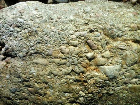 fósiles en Asturias (planta fosilizada) fósiles en Asturias (planta fosilizada)