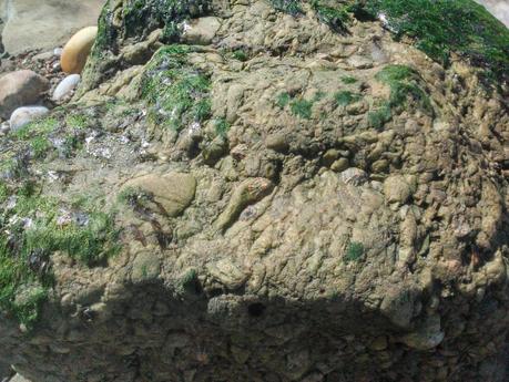 fósiles en Asturias (planta fosilizada) fósiles en Asturias (planta fosilizada)