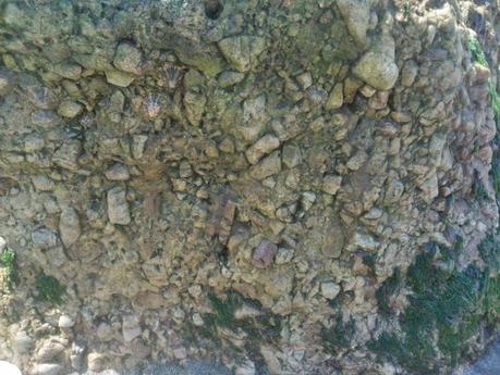 fósiles en Asturias (planta fosilizada) fósiles en Asturias (planta fosilizada)