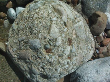 fósiles en Asturias (planta fosilizada) fósiles en Asturias (planta fosilizada)