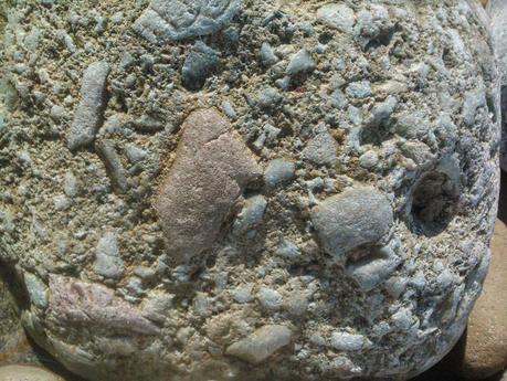 fósiles en Asturias (planta fosilizada) fósiles en Asturias (planta fosilizada)