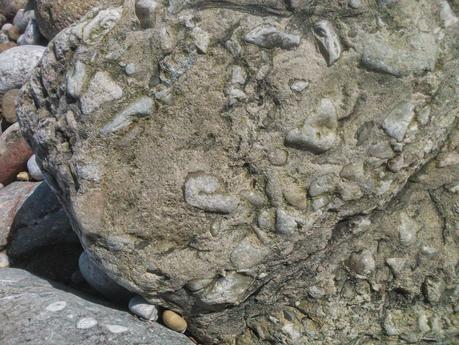 fósiles en Asturias (planta fosilizada) fósiles en Asturias (planta fosilizada)