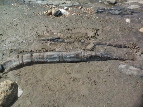 fósiles en Asturias (planta fosilizada) fósiles en Asturias (planta fosilizada)