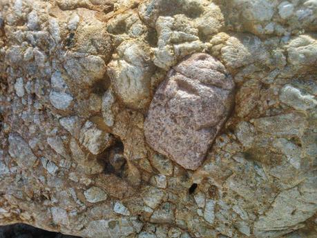 fósiles en Asturias (planta fosilizada) fósiles en Asturias (planta fosilizada)