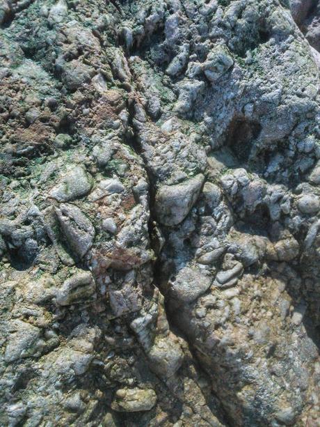 fósiles en Asturias (planta fosilizada) fósiles en Asturias (planta fosilizada)