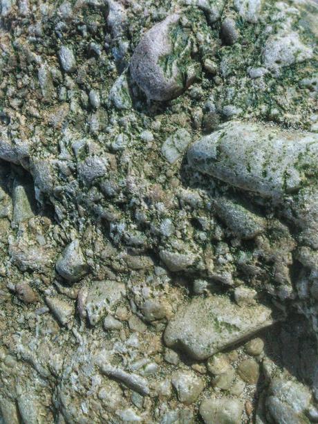 fósiles en Asturias (planta fosilizada) fósiles en Asturias (planta fosilizada)