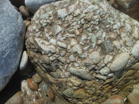 fósiles en Asturias (planta fosilizada) fósiles en Asturias (planta fosilizada)